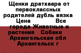 Щенки дратхаара от первоклассных  родителей(дубль вязка) › Цена ­ 22 000 - Все города Животные и растения » Собаки   . Архангельская обл.,Архангельск г.